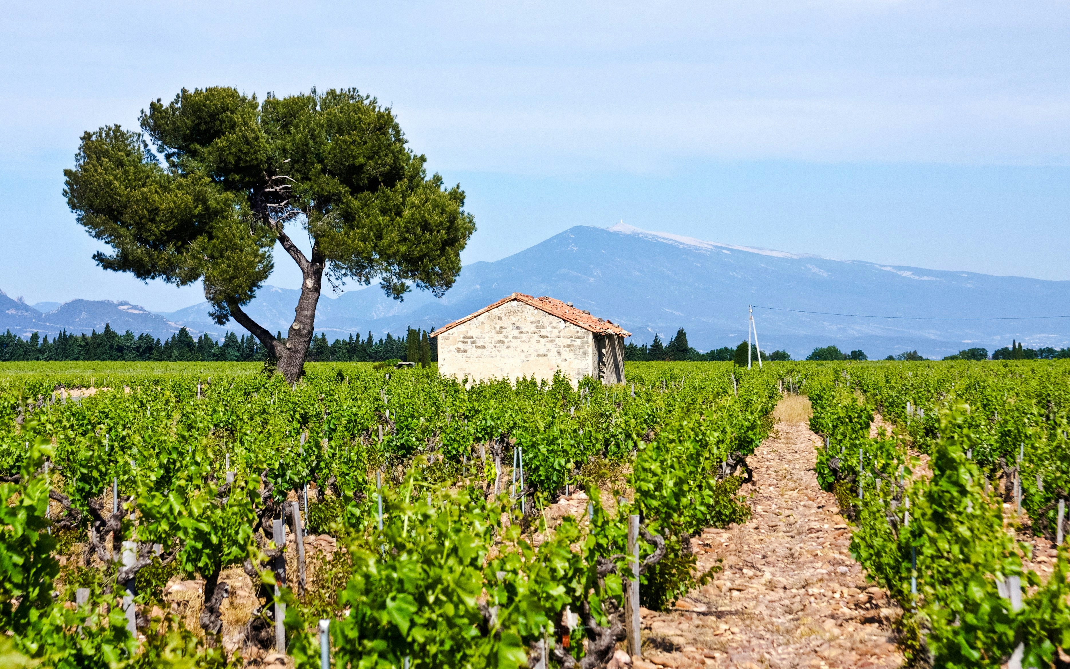 Châteauneuf-du-Pape vineyard with stone house and tree, Mont Ventoux in background.