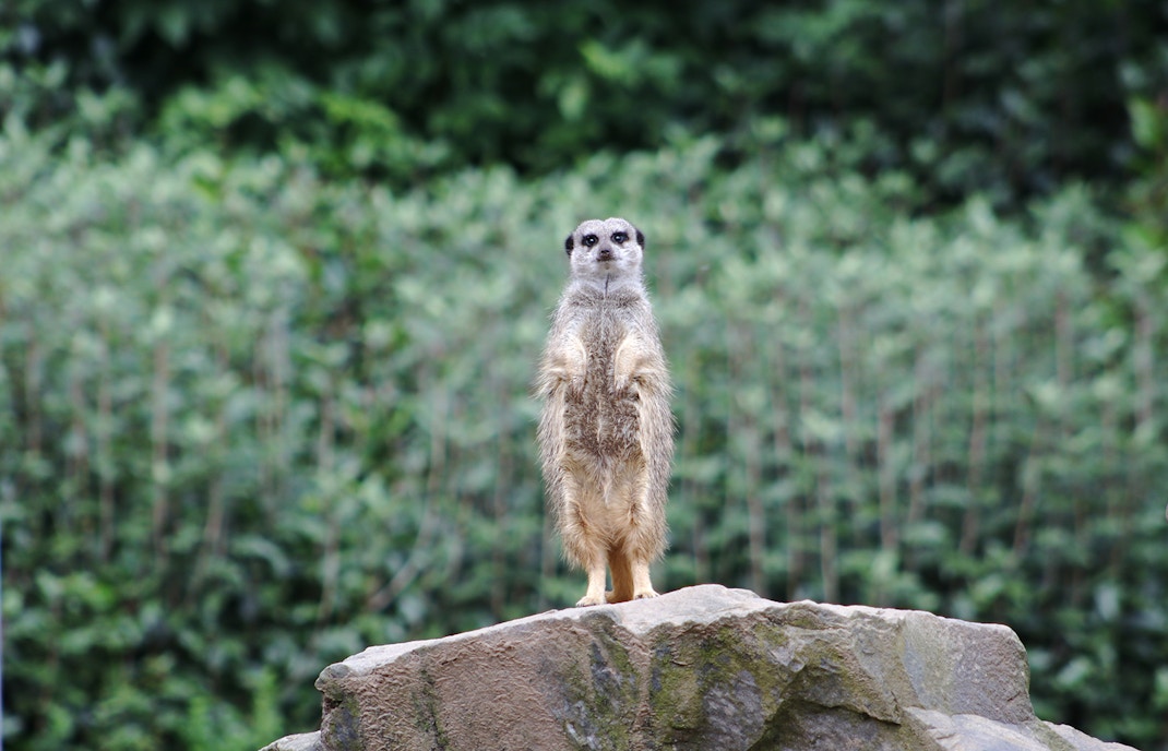 Belfast Zoo view from Hop On Hop Off bus tour in Belfast, Northern Ireland.