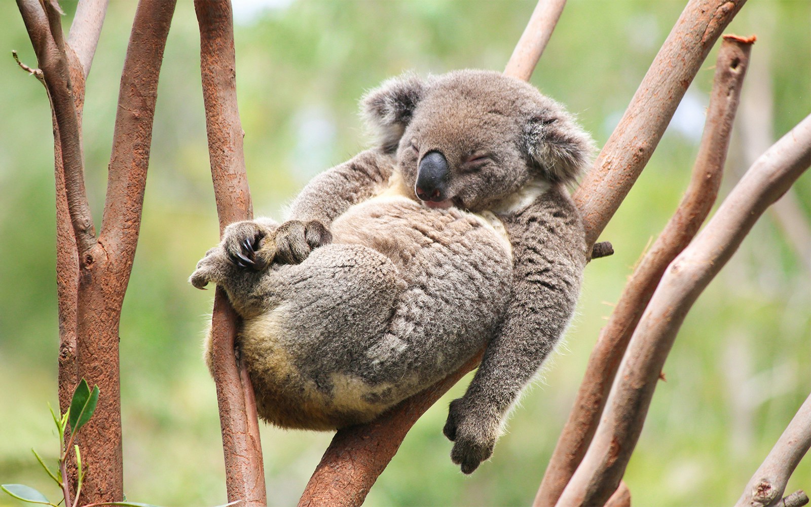 Spot Koalas and Roos along the way