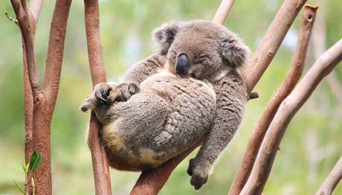 Koala