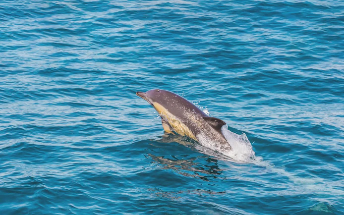 Dolphin leaping from the ocean during a dolphin watching tour.