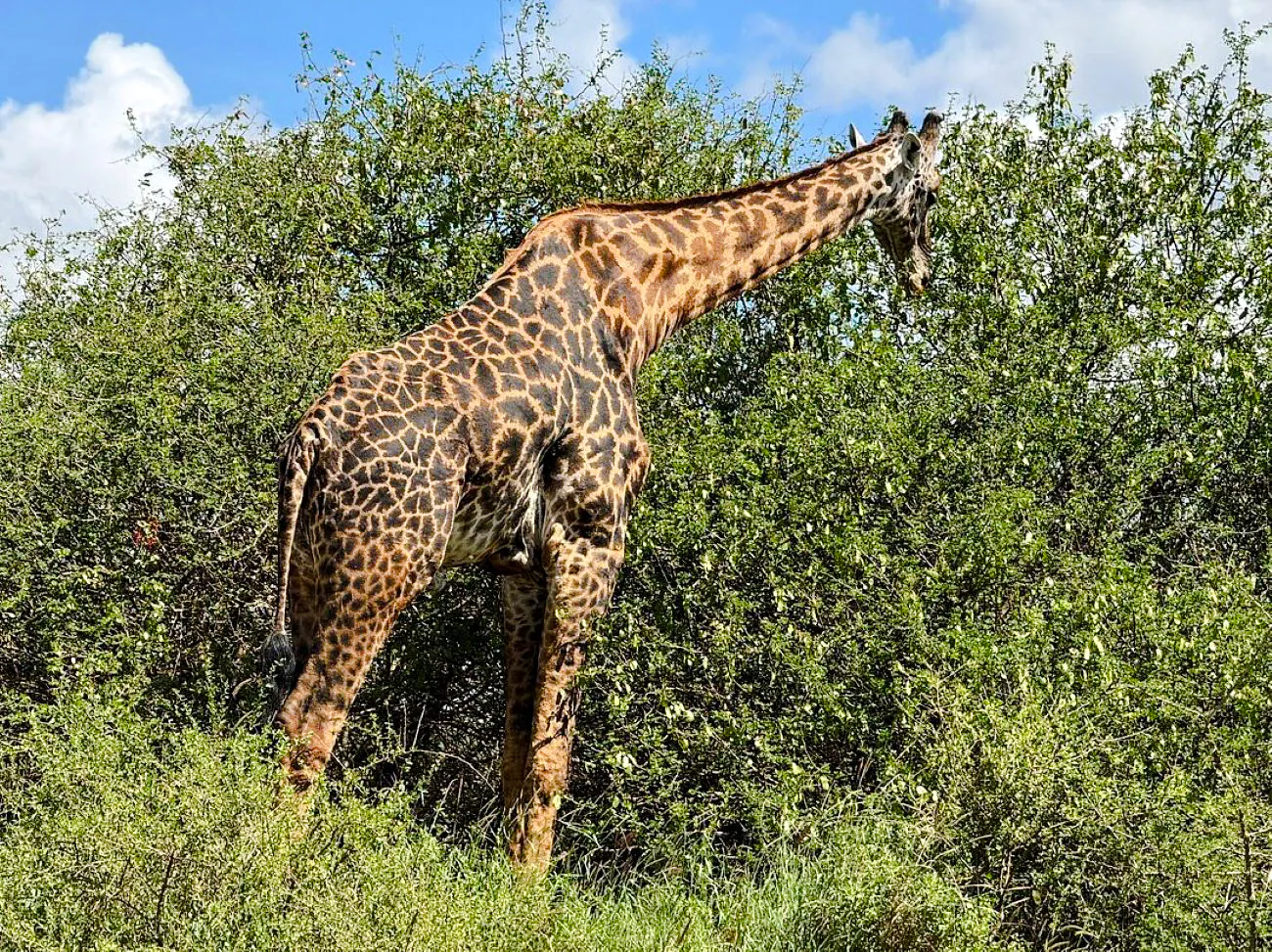 Giraffe browsing in Nairobi National Park, Kenya.