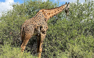 Giraffe browsing in Nairobi National Park, Kenya.