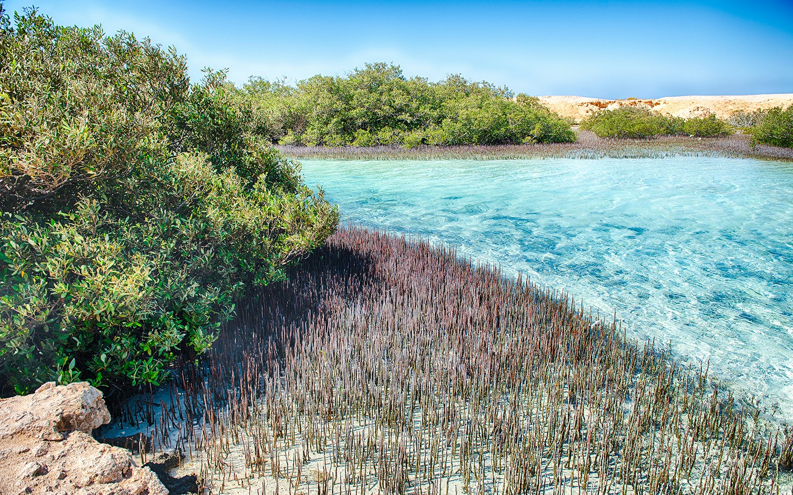 Mangrove Channel