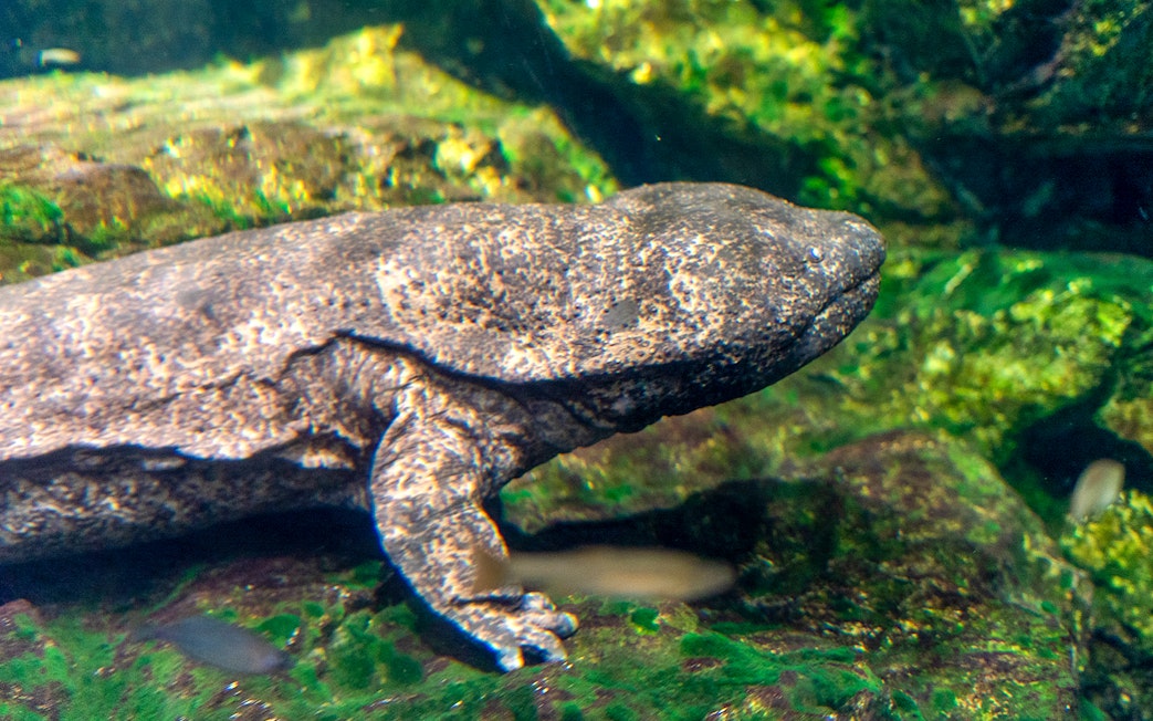 Giant salamander in an aquarium at Prague Zoo.