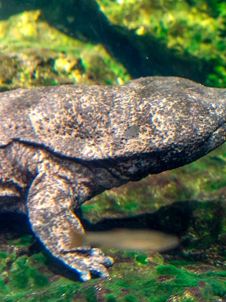 Giant salamander in an aquarium at Prague Zoo.