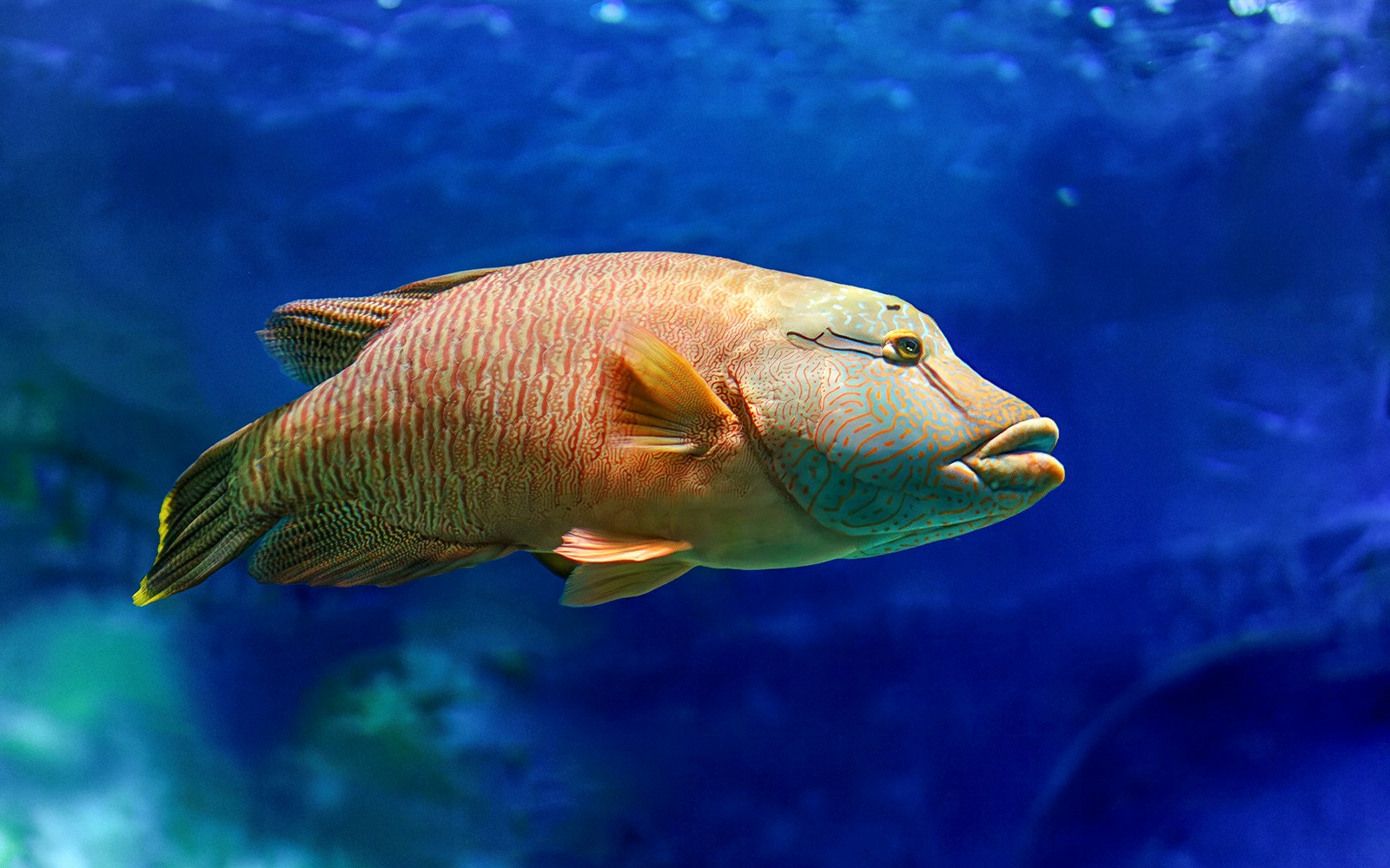 Humphead wrasse swimming at Istanbul Aquarium.
