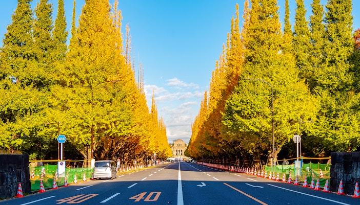 Icho Namiki ginkgo tunnel