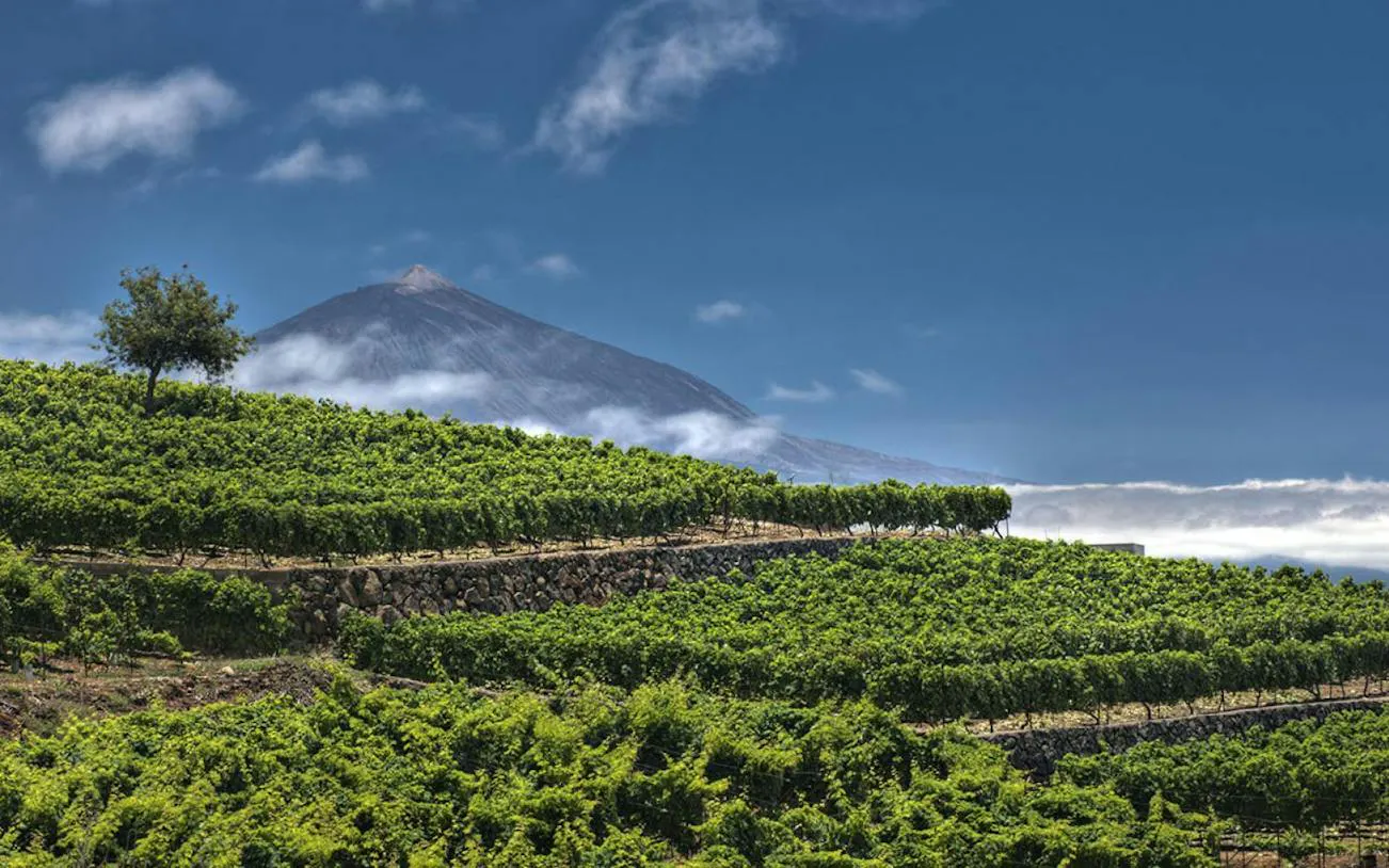 Vineyards with Mount Teide in the background, Tenerife.