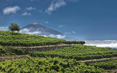 Vineyards with Mount Teide in the background, Tenerife.