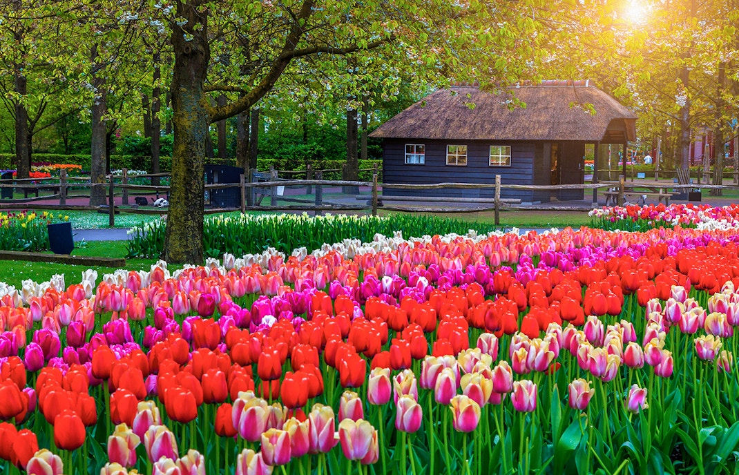 Keukenhof Öffnungszeiten