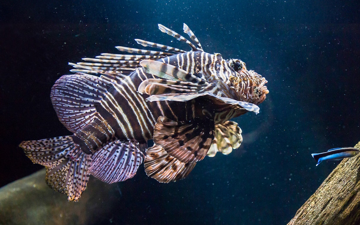 Lionfish swimming in the Shipwreck zone at SEA LIFE Munich.