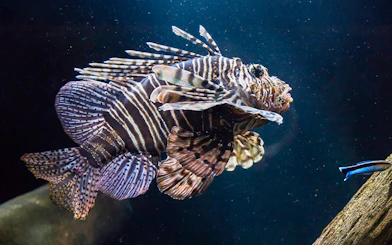 Lionfish swimming in the Shipwreck zone at SEA LIFE Munich.
