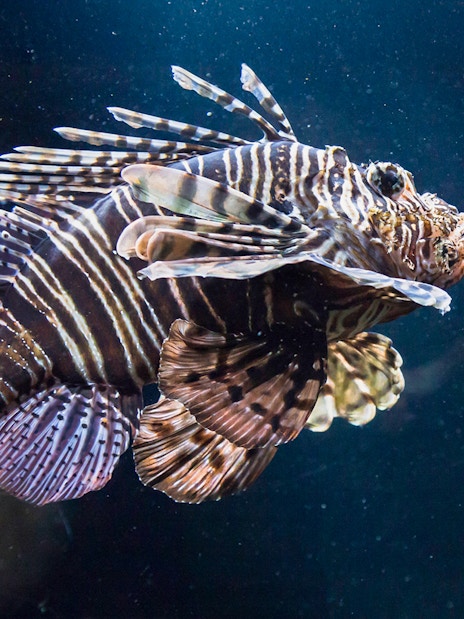 Lionfish swimming in the Shipwreck zone at SEA LIFE Munich.