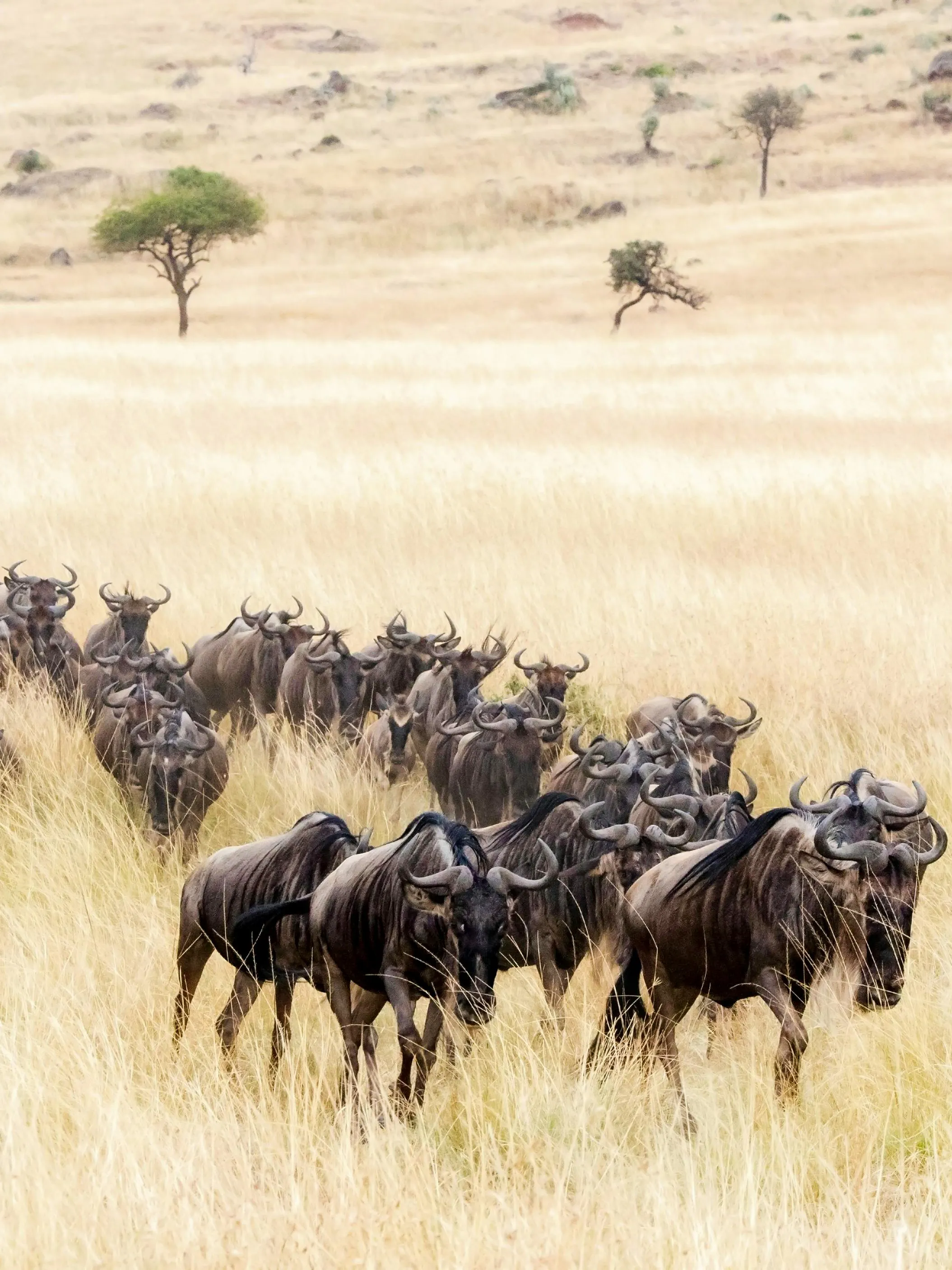 Excursión de 2 días a Masai Mara