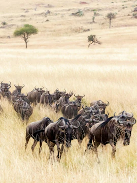 Wildebeest migration through the Masai Mara grasslands, Kenya.