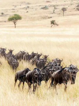 Excursión de 2 días a Masai Mara