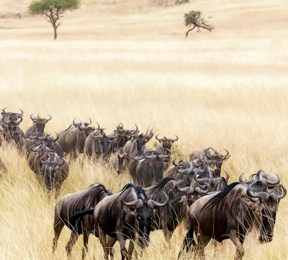 Wildebeest migration through the Masai Mara grasslands, Kenya.