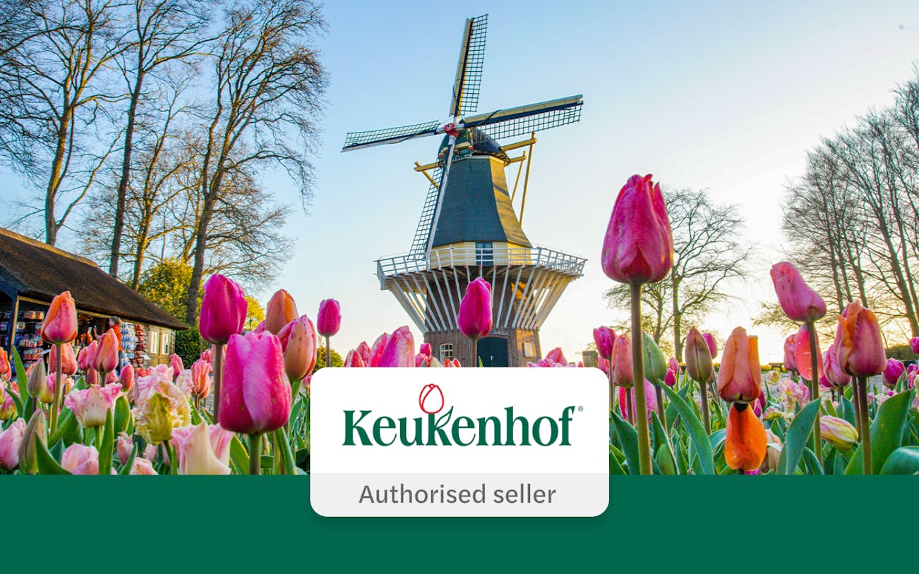 Tulips and windmill at Keukenhof Gardens, Netherlands.