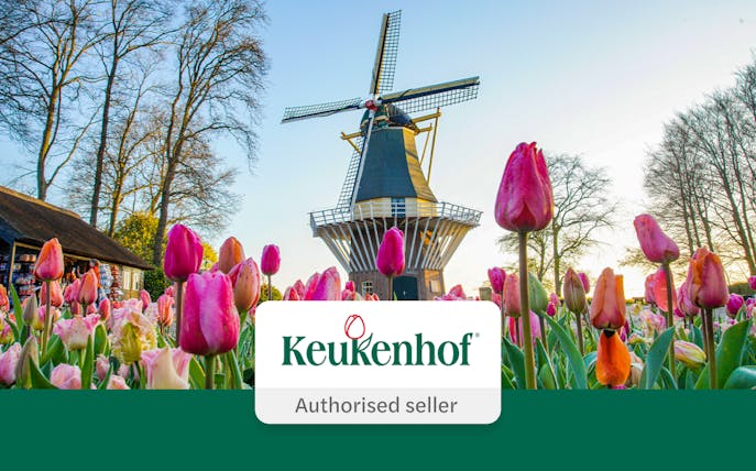 Tulips and windmill at Keukenhof Gardens, Netherlands.