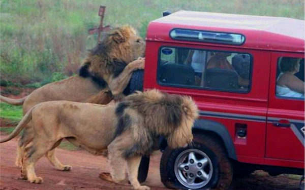 Durban Safari Day Tour: Natal Lion Park, Birds of Prey & Zulu Cultural Sites with Hotel Transfers