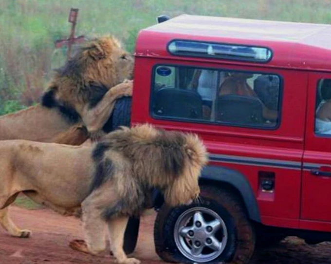 Durban Safari Day Tour: Natal Lion Park, Birds of Prey & Zulu Cultural Sites with Hotel Transfers