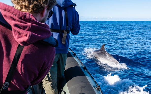 Tourists on a boat watching a dolphin near the Taormina coast.
