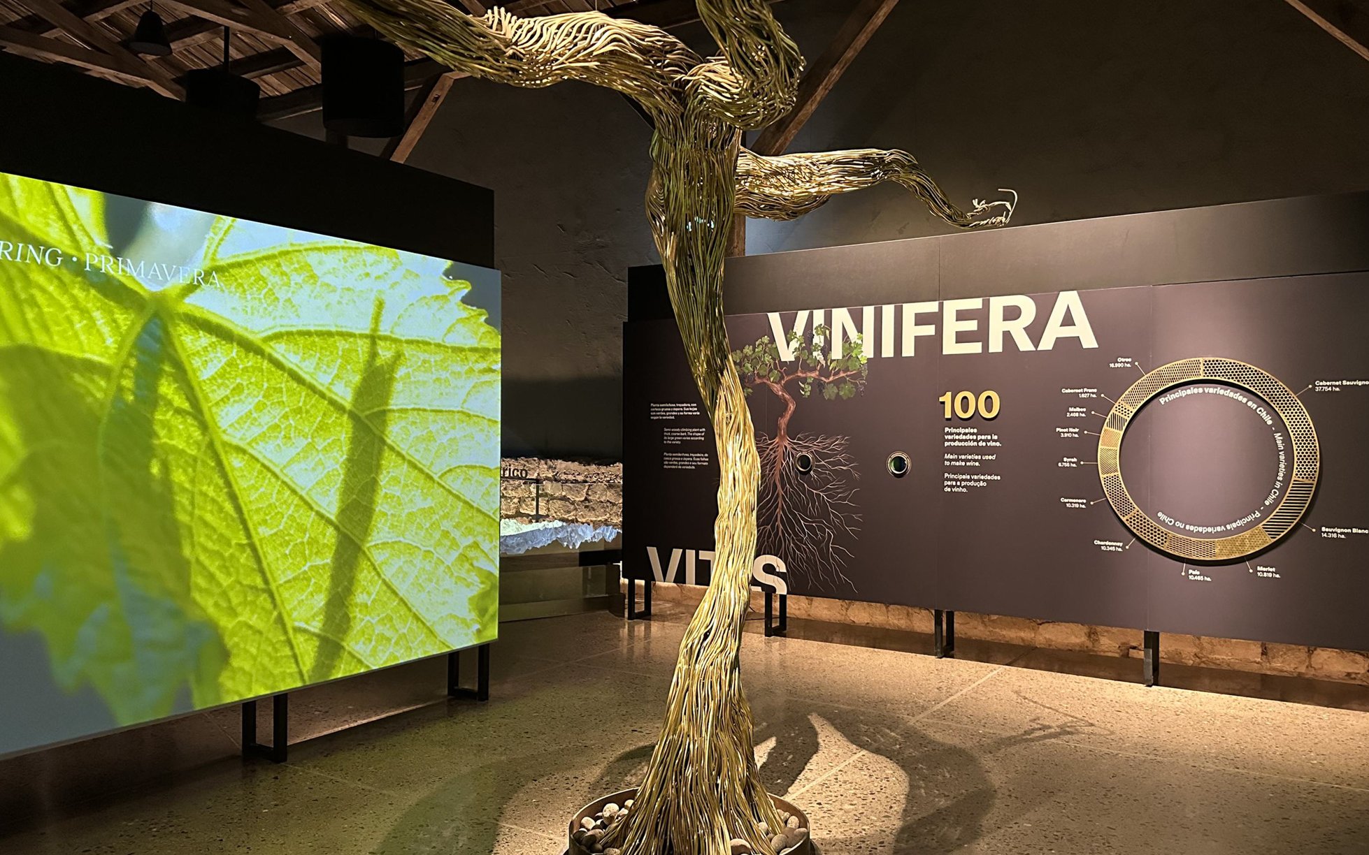 Interactive exhibit at Viña Concha y Toro Wine Center, Pirque, Chile, showcasing vine growth and wine production.