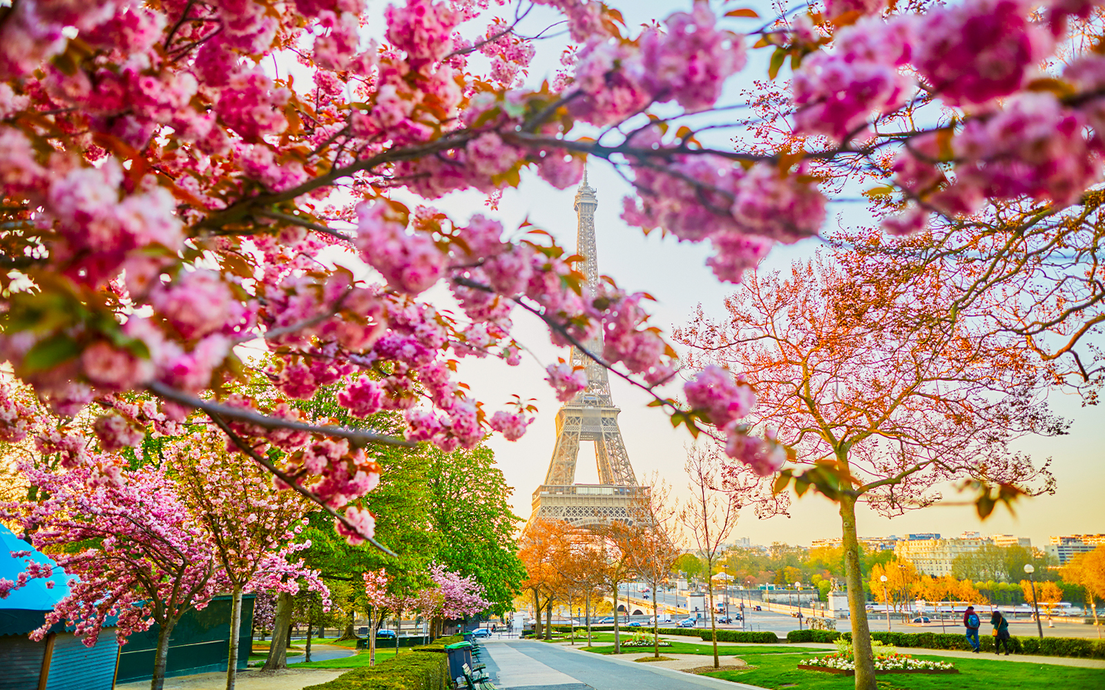 Eiffel Tower framed by blooming cherry blossoms in Paris, April.