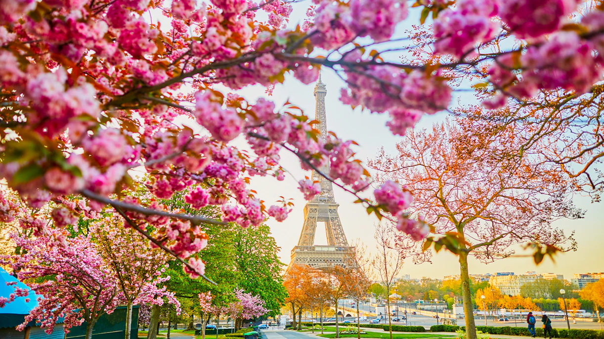 Eiffel Tower framed by blooming cherry blossoms in Paris, April.