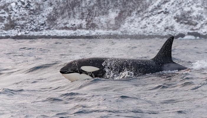 orcas in tromso