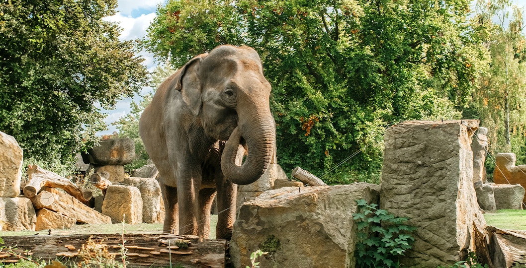 Book Prague Zoo Tickets