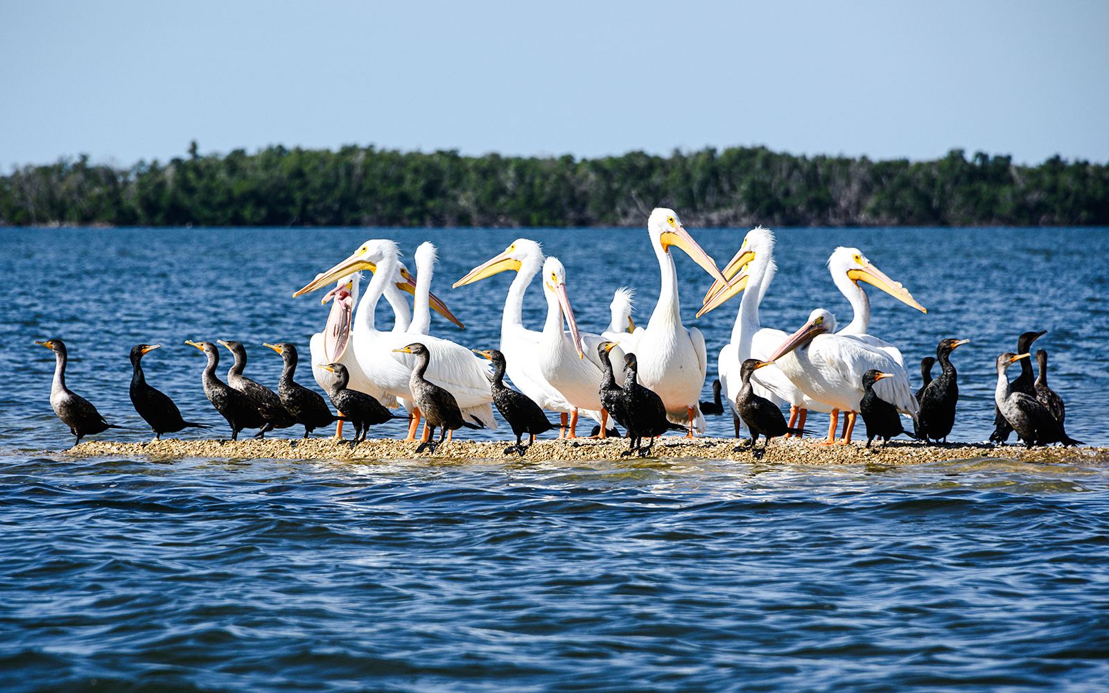 Cormorants and pelicans on a sandbar in Everglades Safari Park.