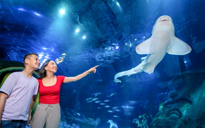 Guests pointing at a shark at Sea Life Aquarium, Orlando.