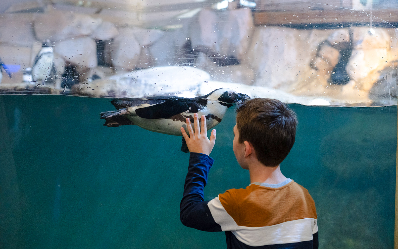 Child interacting with a penguin through glass at Nausicaá aquarium.