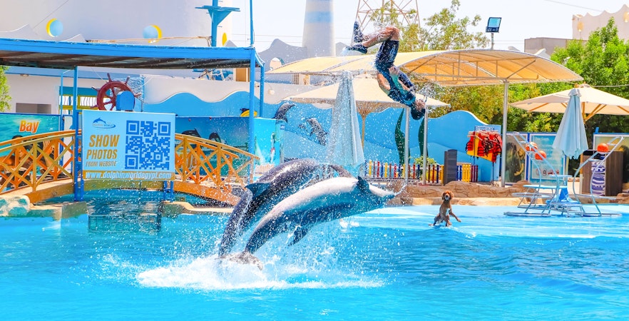Spectacle du monde des dauphins à Hurghada