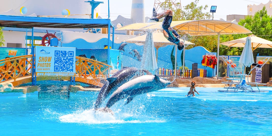 Шоу "Мир дельфинов Хургады