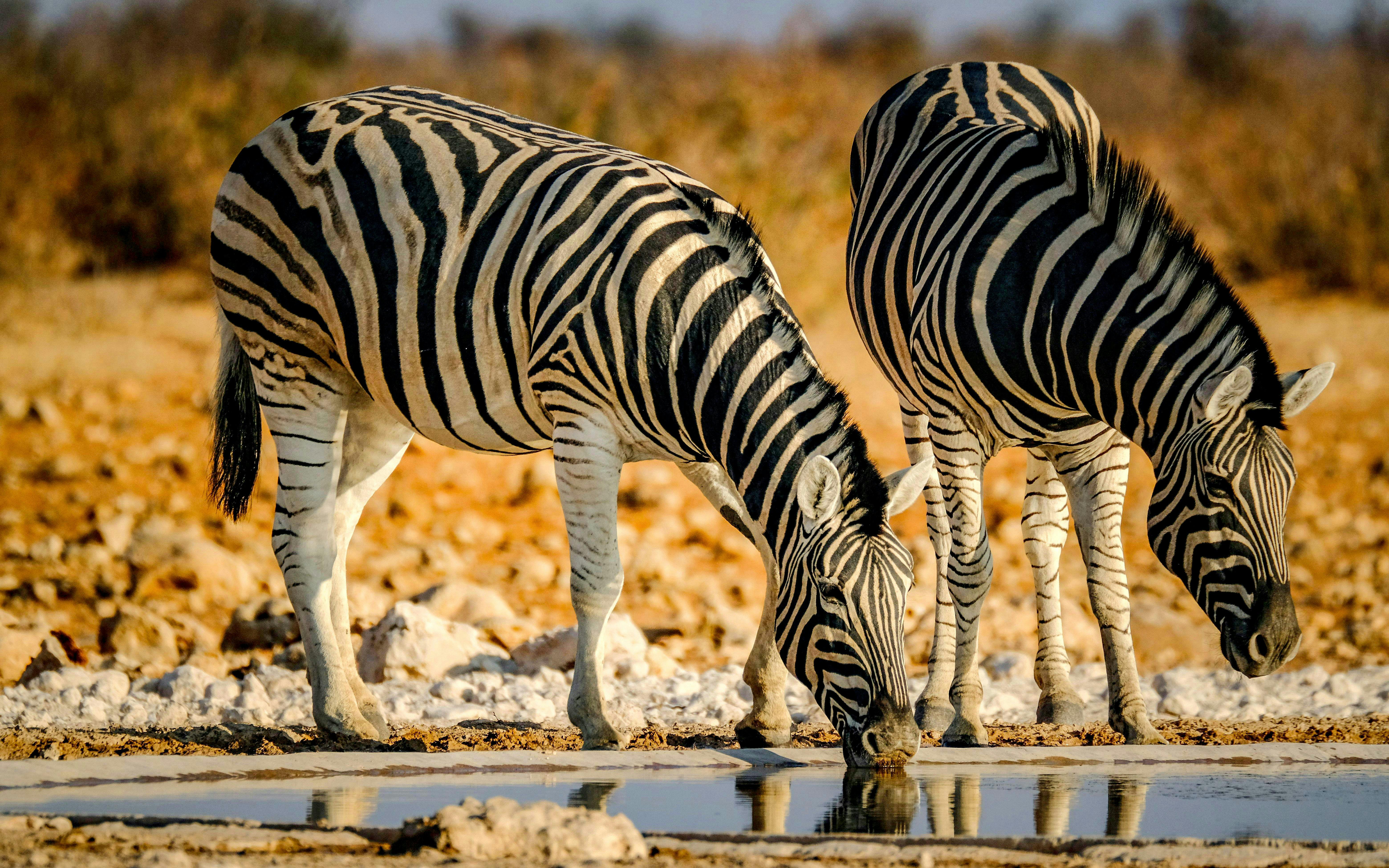 Close-up photo of two zebras drinking at a waterhole in the wild