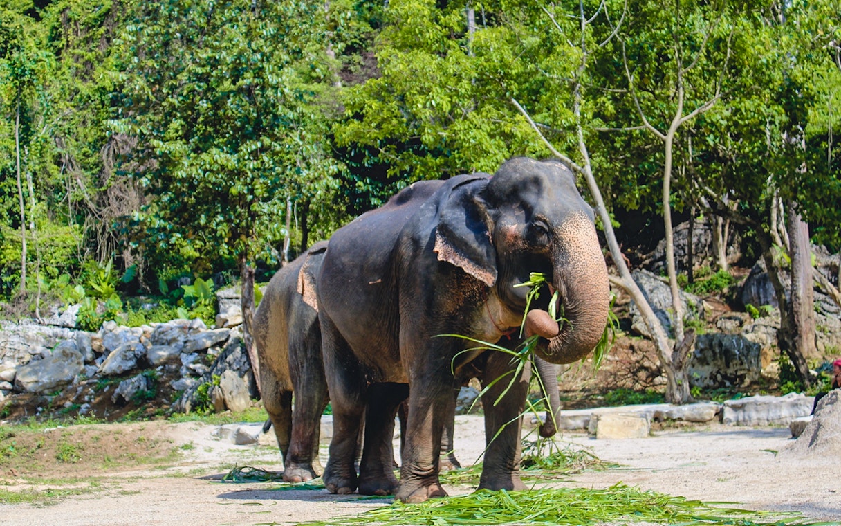 Elephants eating sugarcane grass in a lush forest setting.