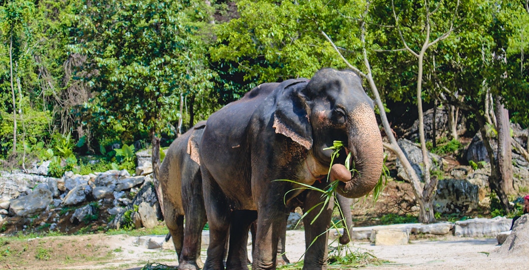 Aonang Elephant Sanctuary in Krabi