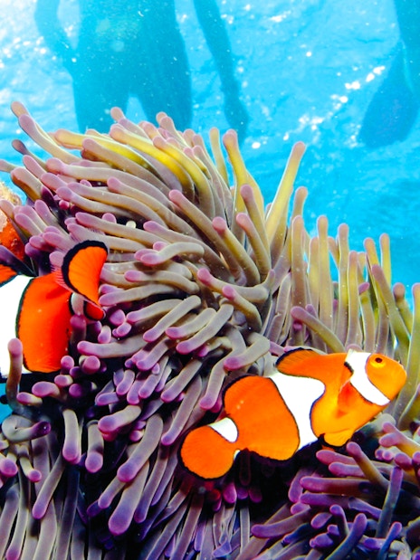 Clownfish swimming near anemone during Port Douglas to Low Isles Island snorkel tour.