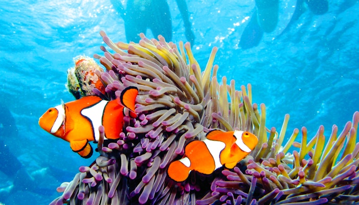 Clownfish swimming near anemone during Port Douglas to Low Isles Island snorkel tour.