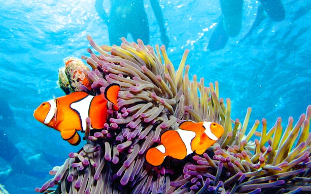 Clownfish swimming near anemone during Port Douglas to Low Isles Island snorkel tour.