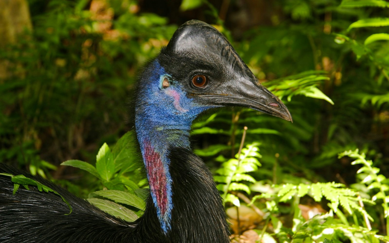 Cassowary in lush rainforest setting.