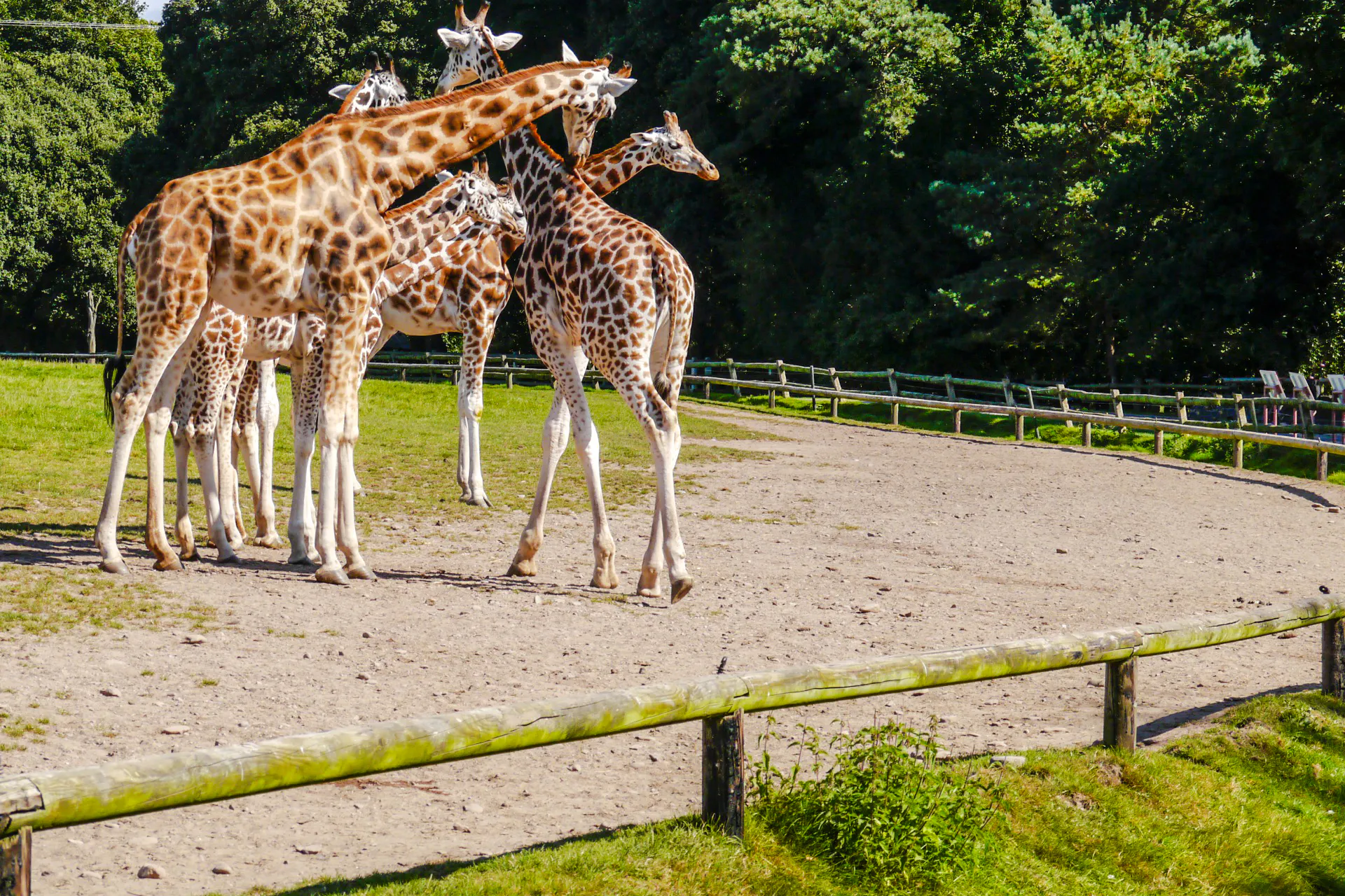 schnelleinlass zum hellabrunn-zoo in münchen inklusive transfer-6