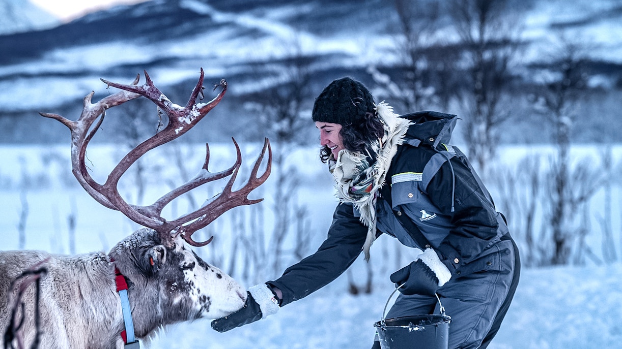 View of tourist feeding reindeers during Reindeer Feeding Guided Tour with Chance of Northern Lights