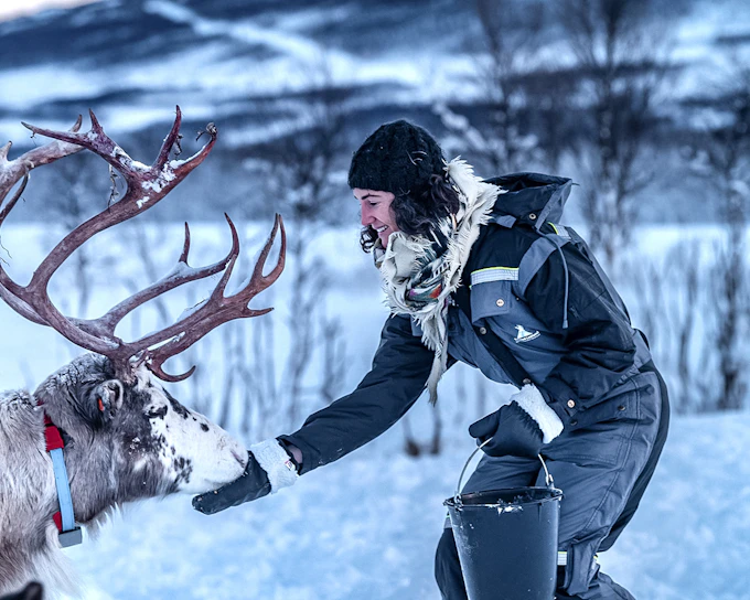 From Tromso: Reindeer Feeding Guided Tour with Chance of Northern Lights