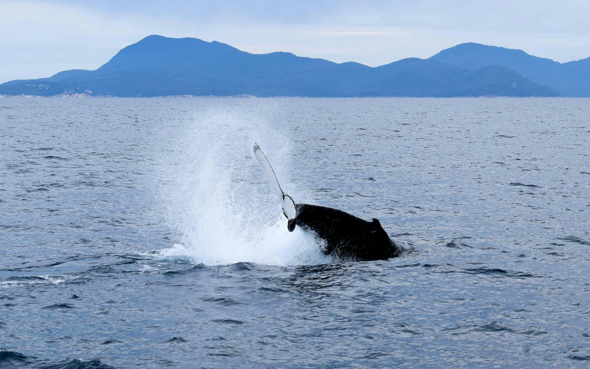 Whale tail splashing in the ocean near Wilsons Promontory during adventure cruise.