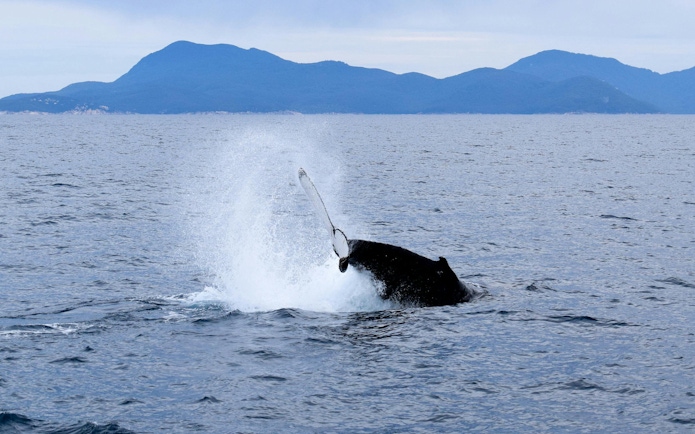 Whale tail splashing in the ocean near Wilsons Promontory during adventure cruise.