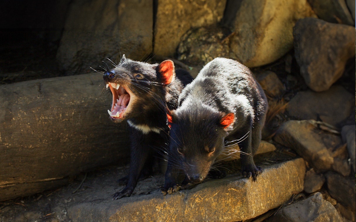 Tasmanian devils in natural habitat during 3-day Tasmania tour from Launceston.
